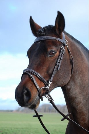 Rsruitersport - online paardenshop