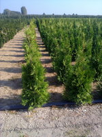 bomenweb - Haagplanten online kopen